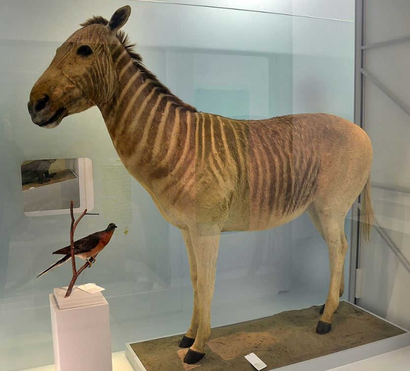 TetZoo's tweet photo. Rarely made clear is that #Quaggas were highly variable in life, and that some populations were actually quite stripey. This is obvious from some of the 23 preserved skins: check out the Tring #Quagga ((c) Trustees of NHM) and Basel Quagga... https://t.co/MafhbWBSpq