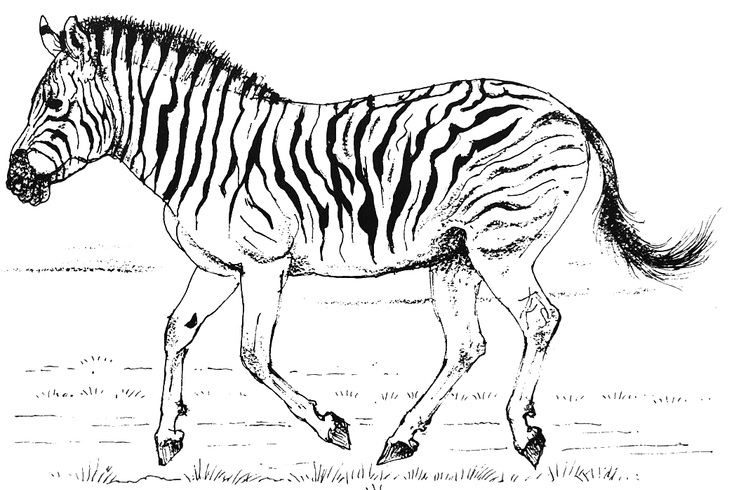 TetZoo's tweet photo. Some #Quaggas are so stripey that they’re not all that different from Burchell’s zebra, a supposedly extinct form (read on), also from the south of Africa, that has off-white interspaces and reduced striping… (image by Maurice Wilson) #zebras #equids https://t.co/yzEn6fFYMi