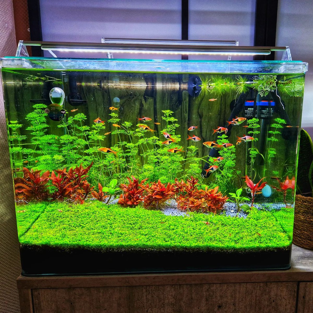 bettaezler1's tweet photo. What do you think about it ?
~
~
~
#Aquarium #aquascaping #fishtank #plantedaquarium #plantedfishtank #aquariumfish #instagood #perfect #photo #green #picoftheday #fishtanks #plantedtank #scaperstank  #fyp #art #underwater #red #photographer #carpet  #cute #fish #photography https://t.co/qZHuB1FS8u