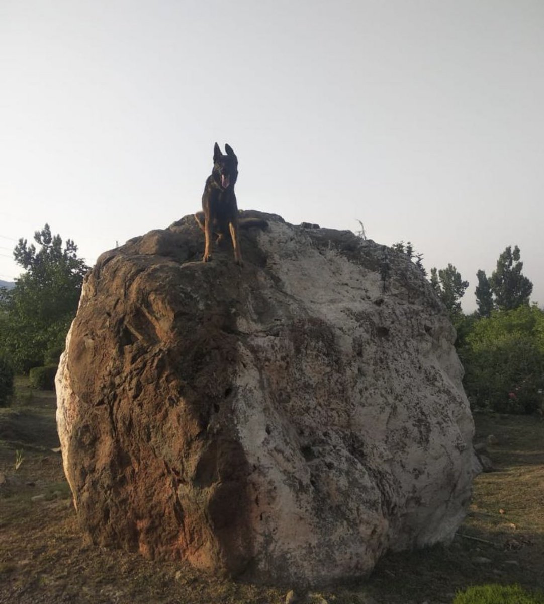 AdityaRajKaul's tweet photo. Sad news. Army dog 'Zoom' that was under treatment at 54 AFVH has died around 12 noon today. Apparently it was improving and responding well and looked fine till around 1145 when it suddenly started gasping and soon collapsed. Salute the soldier for dying in the line of duty. 🇮🇳 https://t.co/SUhXzJJF0Y