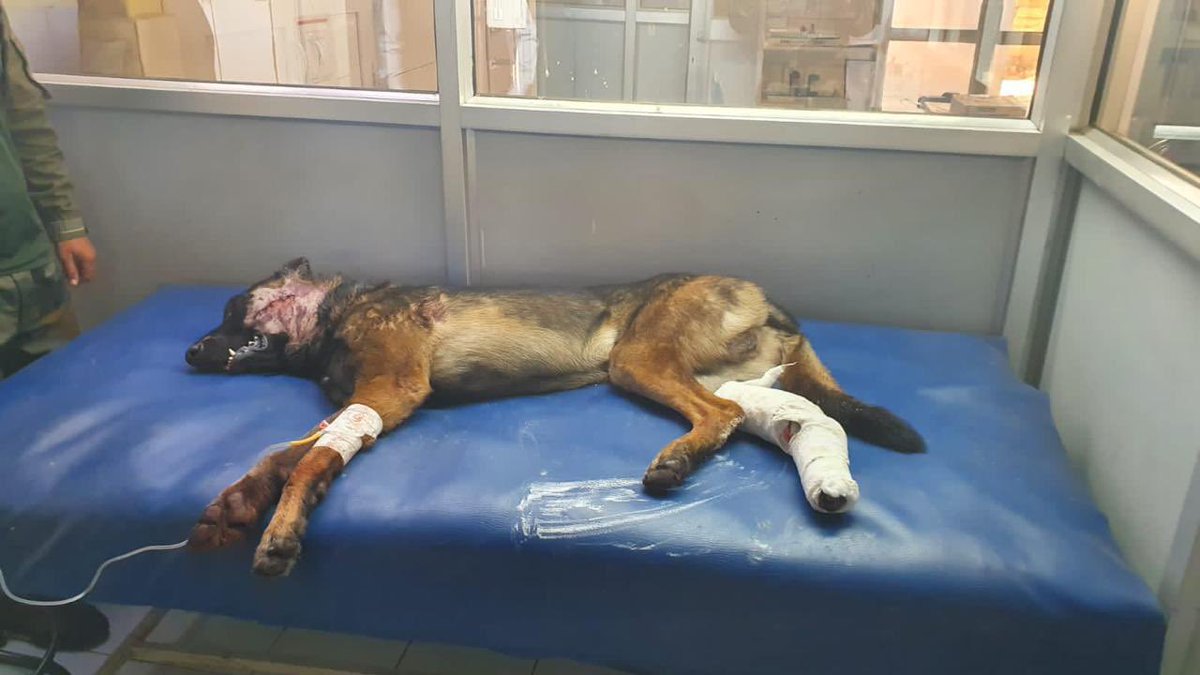 AdityaRajKaul's tweet photo. Sad news. Army dog 'Zoom' that was under treatment at 54 AFVH has died around 12 noon today. Apparently it was improving and responding well and looked fine till around 1145 when it suddenly started gasping and soon collapsed. Salute the soldier for dying in the line of duty. 🇮🇳 https://t.co/SUhXzJJF0Y