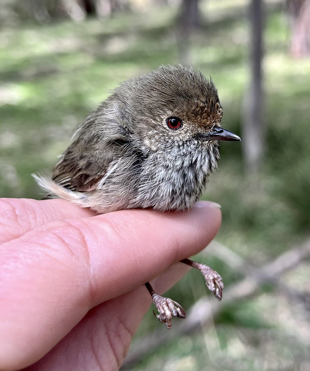 A Brown Thornbill ready for release after being banded as part of a long-term study of avian communities at Munghorn Gap.

#birdbanding #ornithology