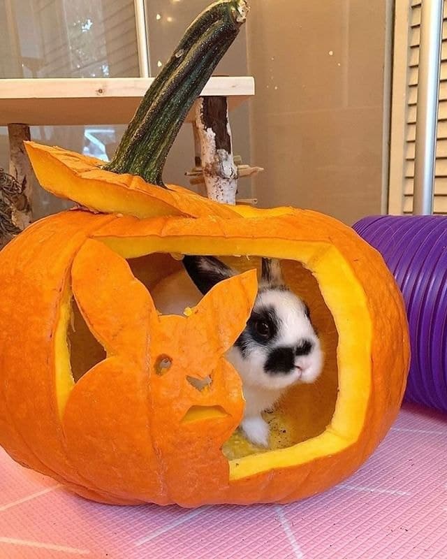usarabbitlovers's tweet photo. How adorable!🧡 🎃🐰🎃
@usarabbitlovers
#rabbit #bunny #rabbitlover #bunnylove #animels https://t.co/06xMKVhseA