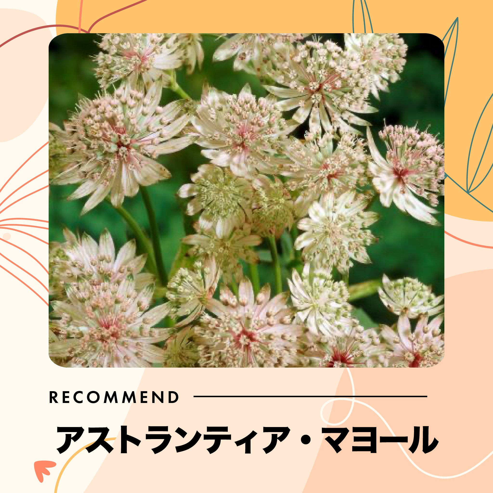 大和農園 通信販売部 公式 9月1日キャンペーンスタート Yamato Seed Twitter