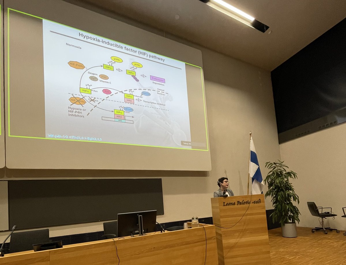 FibroOulu's tweet photo. The next speaker is #ElitsaDimova with her topic “Activation of the #HIFPathway as a Treatment Option for #MetabolicDysfunction”💪 https://t.co/7cIyVLe90b
