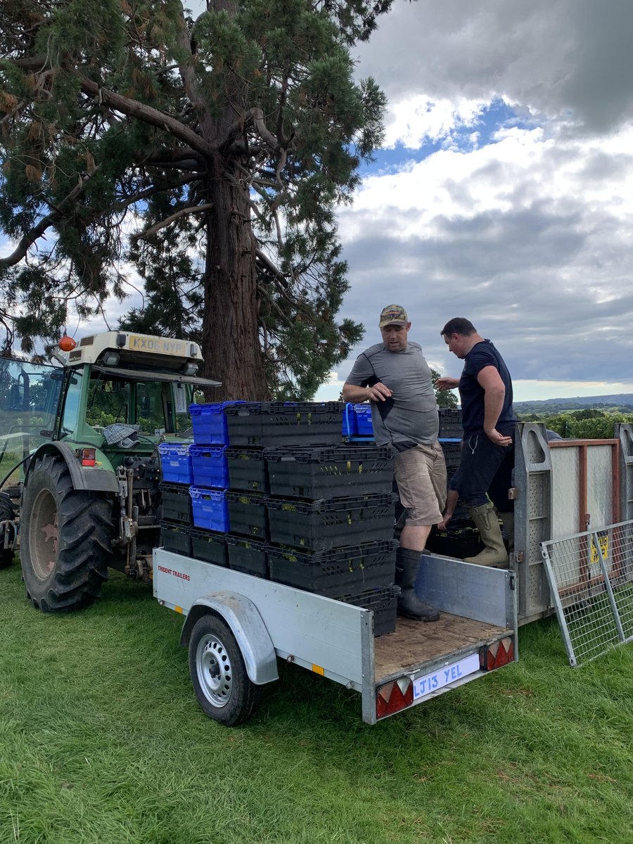 Our Euan has been on his travels as SDC Harvest 2022 Ambassador <a href="/StophamVineyard/">Stopham Vineyard</a> , Pulborough.
#harvest2022
#englishwine
