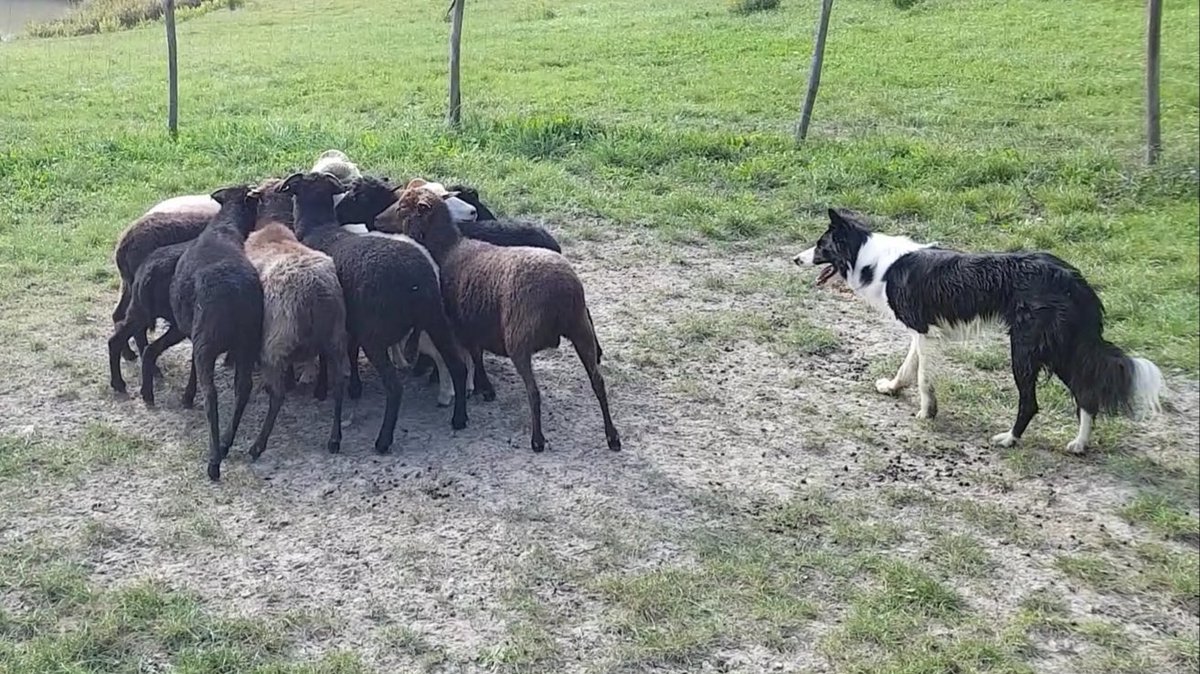 Chiara_Steel's tweet photo. At work!! #work #sheepdog #bordercollie #dogsoftwitter https://t.co/XEGjx75CQE