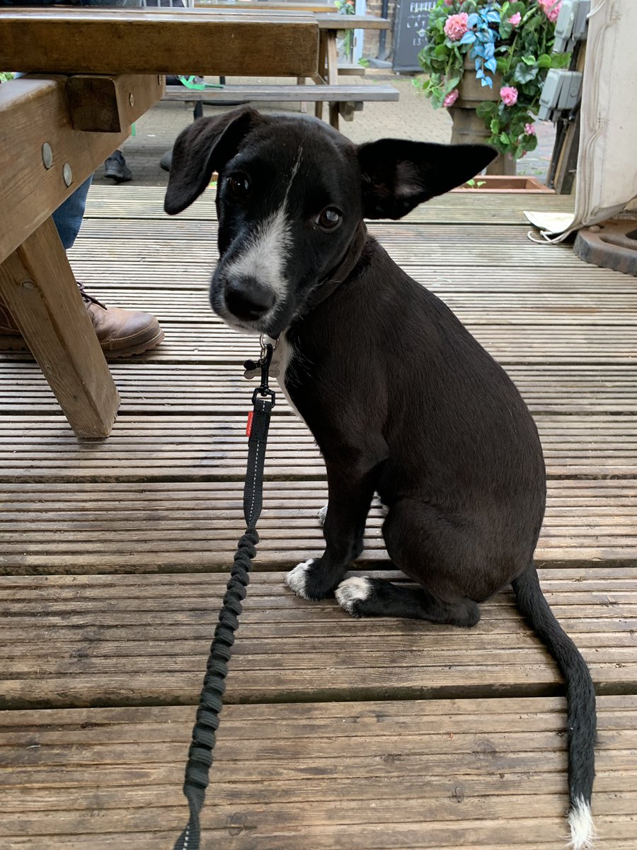 Newest member of the George street canteen family! Rescue puppy Peggy ❤️