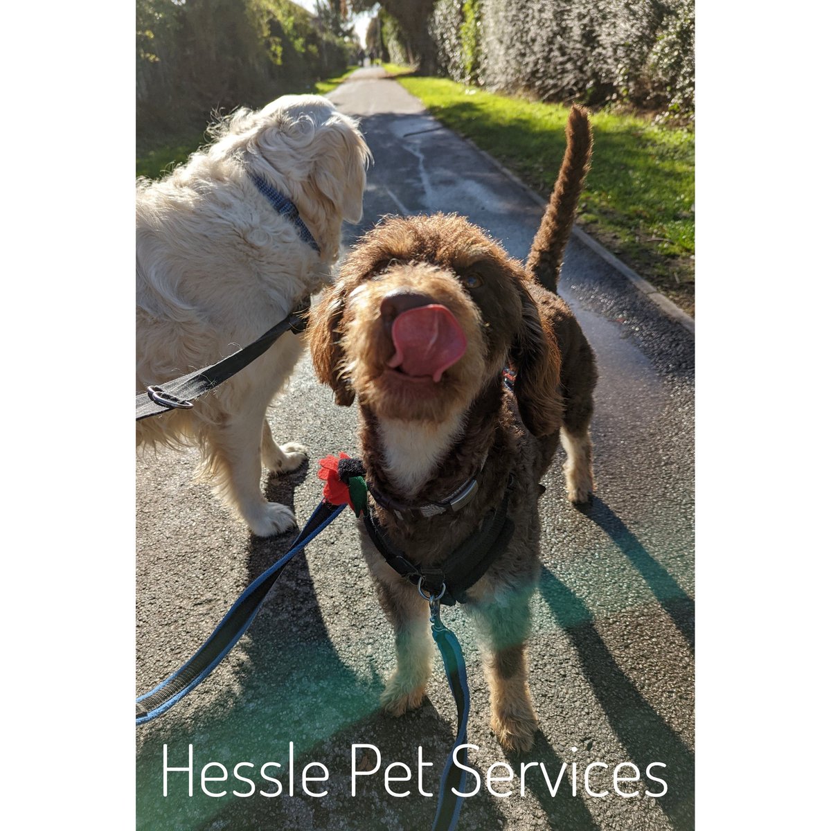 HesslePets's tweet photo. He tried his hardest but his Golden friend wasn't interested in looking at the camera 🤦♀️
#dogwalker #dogtrainer #Hessle #minaturelabradoodle #doodle #prodogtrainer #goldenretriever
#camerashydog #dogsoftwitter https://t.co/KL2P8WQHzS