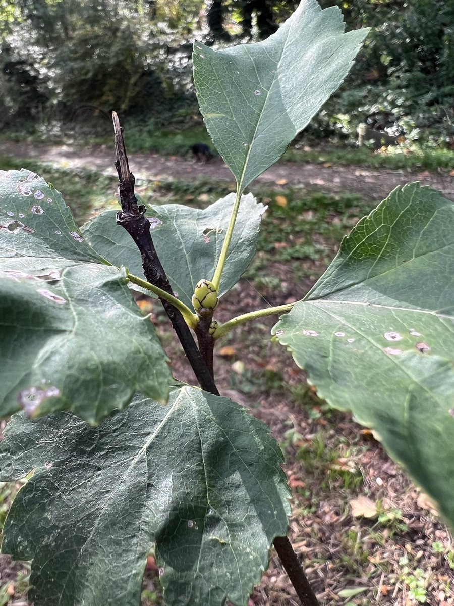 Community Action for Nature tweet media