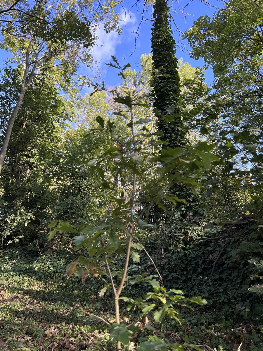 Community Action for Nature tweet media