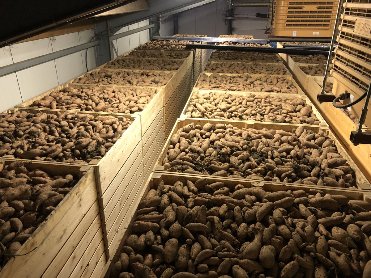 Drukke week achter de rug! Bieten gerooid, alle zoete aardappelen geoogst, aardappelen gerooid, groenbemester gezaaid en nu ook tarwe! Gisteren ook nog even bij m’n oom aangesloten met de rooier om de aardappelen voor de regen binnen te krijgen!