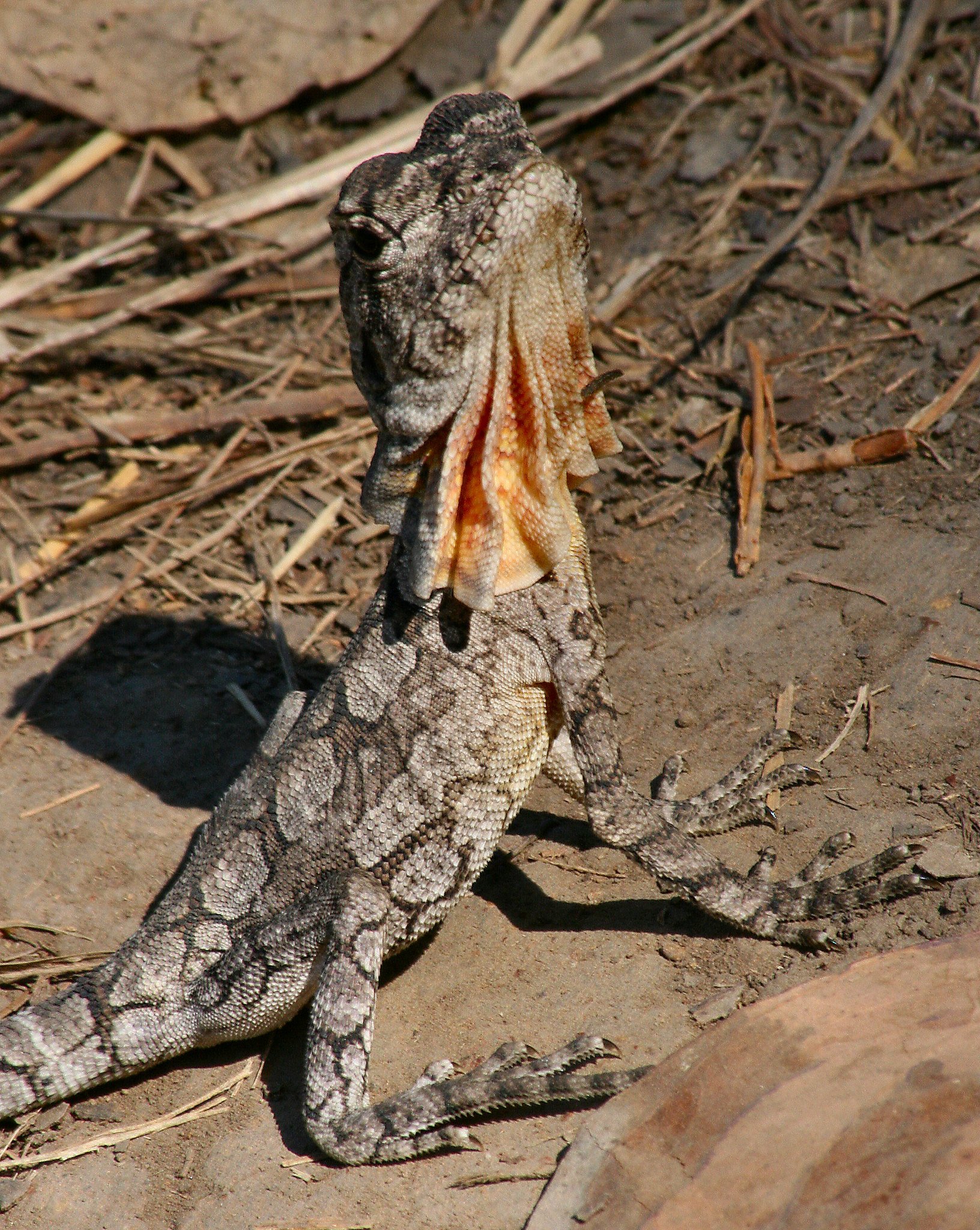 australian frilled lizards
