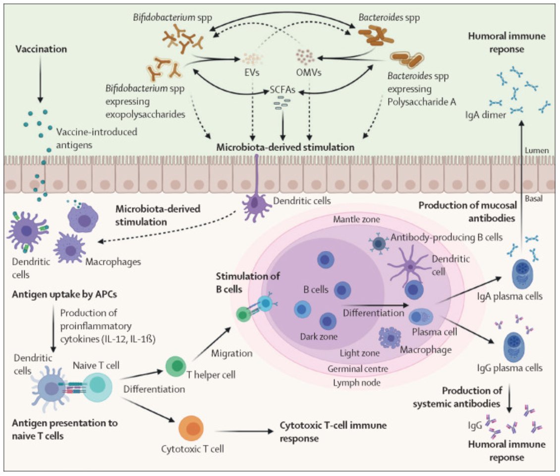 The efficacy of many vaccines can vary greatly between infants. Can microbiota-based approaches enhance vaccine outcomes and lead to more effective vaccines? via <a href="/LancetMicrobe/">The Lancet Microbe</a> ow.ly/ON1P50L5iHN