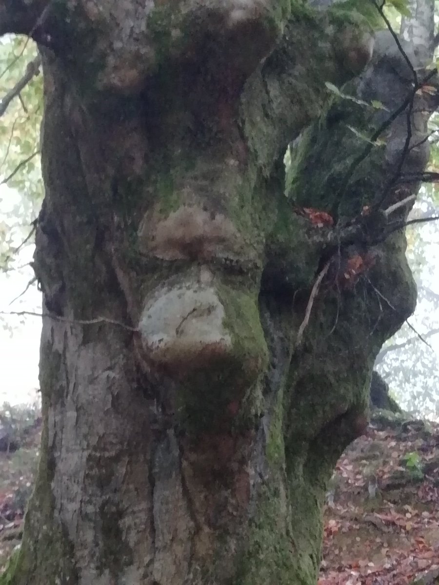 #RANDONNEEUSEP  Randonnée d'environ 8km en passant par le domaine des boulingrins.