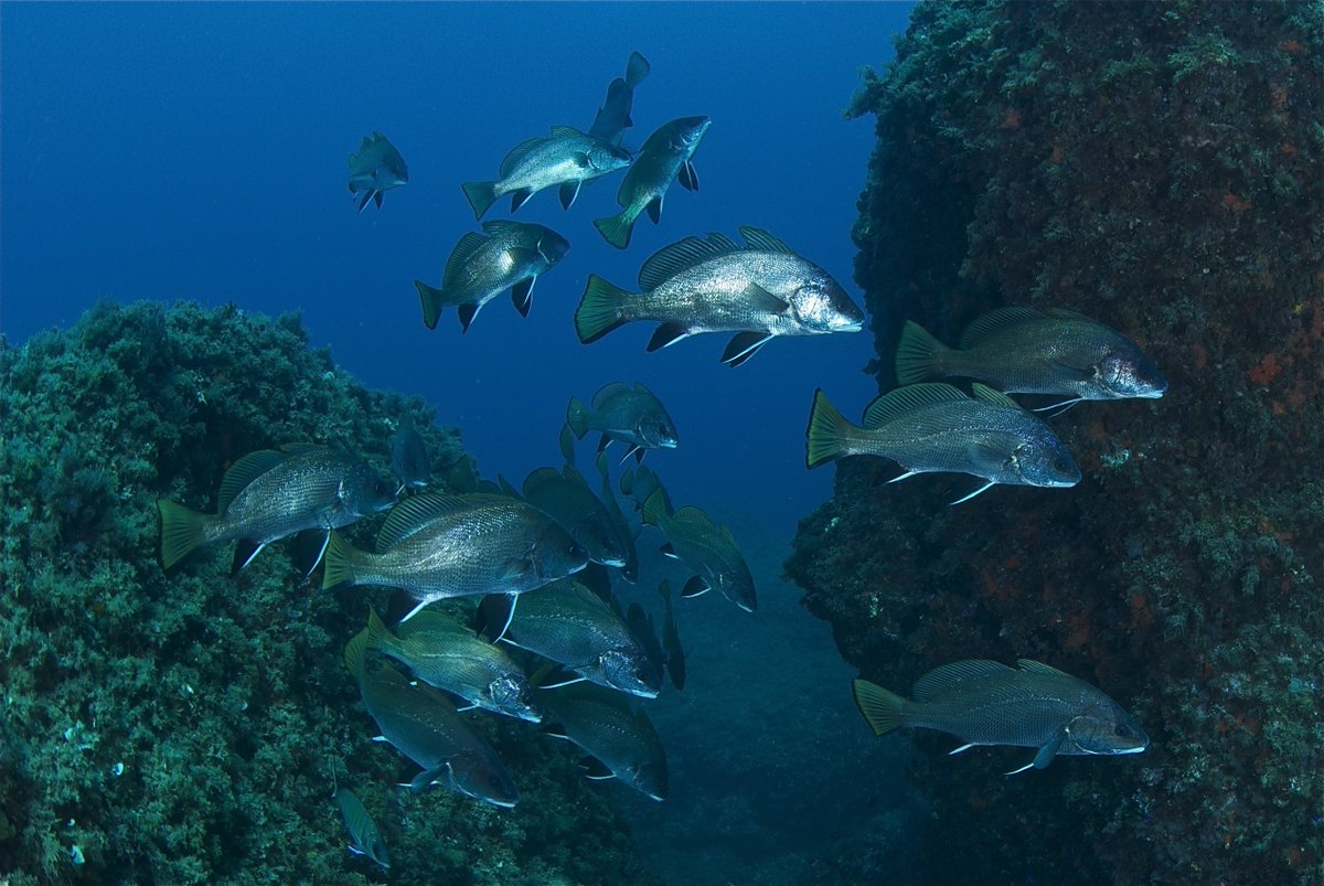 ResMed+ (@resmed4) on Twitter photo RESMED project proposes new fishing management tools for the Pyrenean marine coastline ub.edu/web/ub/en/menu… via <a href="/UniBarcelona/">Universitat de Barcelona</a>
<a href="/IRBioUB/">IRBioUB</a> <a href="/marcatgemari/">Marcatge Marí</a> <a href="/Med_Recover/">MedRecover</a> <a href="/agriculturacat/">Agricultura</a> RESMED project proposes new fishing management tools for the Pyrenean marine coastline ub.edu/web/ub/en/menu… via <a href="/UniBarcelona/">Universitat de Barcelona</a>
<a href="/IRBioUB/">IRBioUB</a> <a href="/marcatgemari/">Marcatge Marí</a> <a href="/Med_Recover/">MedRecover</a> <a href="/agriculturacat/">Agricultura</a>