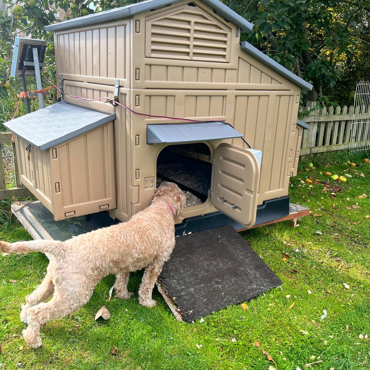 Cooeeeeeee; anyone home? 👀
•
•
#cockapoo #cockapoolove #hens #chickens #stamford #dogs #dogsofinstagram #henhouse #clevercooper #theclevercoopcompany