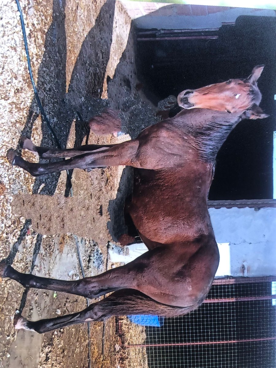 efmedya's tweet photo. Hakeem İn Victory gallop kızından erkek 6 aylık güzel eşkalli yakışıklı tayı 150 bin var mı talip 🏇🏅🐎🙏
Müracaat tel: 0 532 236 21 02 https://t.co/R3TB4pwPsj