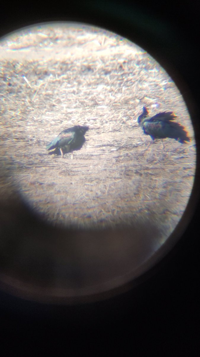 CatharactaBW's tweet photo. Antes estivemos cos ibis ermitáns (Geronticus eremita) na estrada entre Vejer e Tarifa, onde hai un punto que, por algún motivo descoñecido e aviar, failles tolear. https://t.co/378S5Etl2l