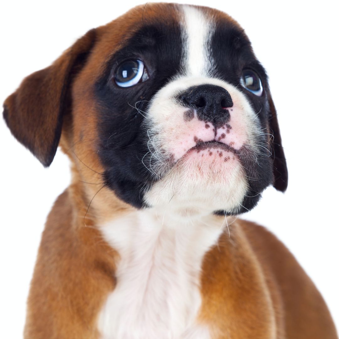 TrustedPups's tweet photo. How to buy a puppy responsibly. - https://t.co/IHdPh87Ge7 https://t.co/QEFqZHsY7e