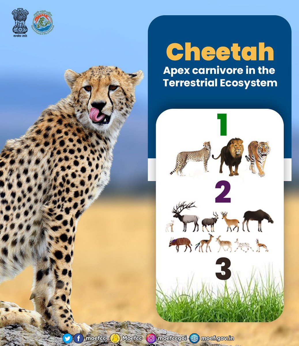 Here is your chance to contribute in the landmark ‘Cheetah Reintroduction Project’! Suggest us a name for the project and win a chance to see Cheetahs in Kuno National Park. Visit : mygov.in/cheetahnames/?…