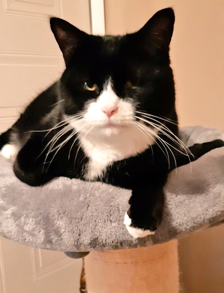 Hello my friends. Just to let you know we are ok. Thank you for all the lovely messages, mum is overwhelmed. Mum goes back to the hospital in another few months for her eyes, so we will not be back until  then as mum needs to rest her eyes.I miss you all. Love Gizmo ❤❤😽😽