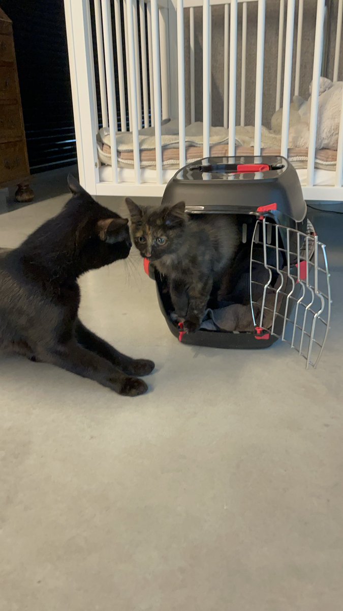 hannewhale's tweet photo. OKÉ LONG SHOT maar ge weet nooit. Het was stilstaande file op de grote brug van GENTBRUGGE en ik zag plots een kopke boven de middenberm van de autostrade steken. Een kitten!!! Check up bij de dierenarts: -nog- niet gechipt, 7 tot 9 weken oud, gezond maar wel mager. EIGENAAR?! https://t.co/n2O6J3hlDN