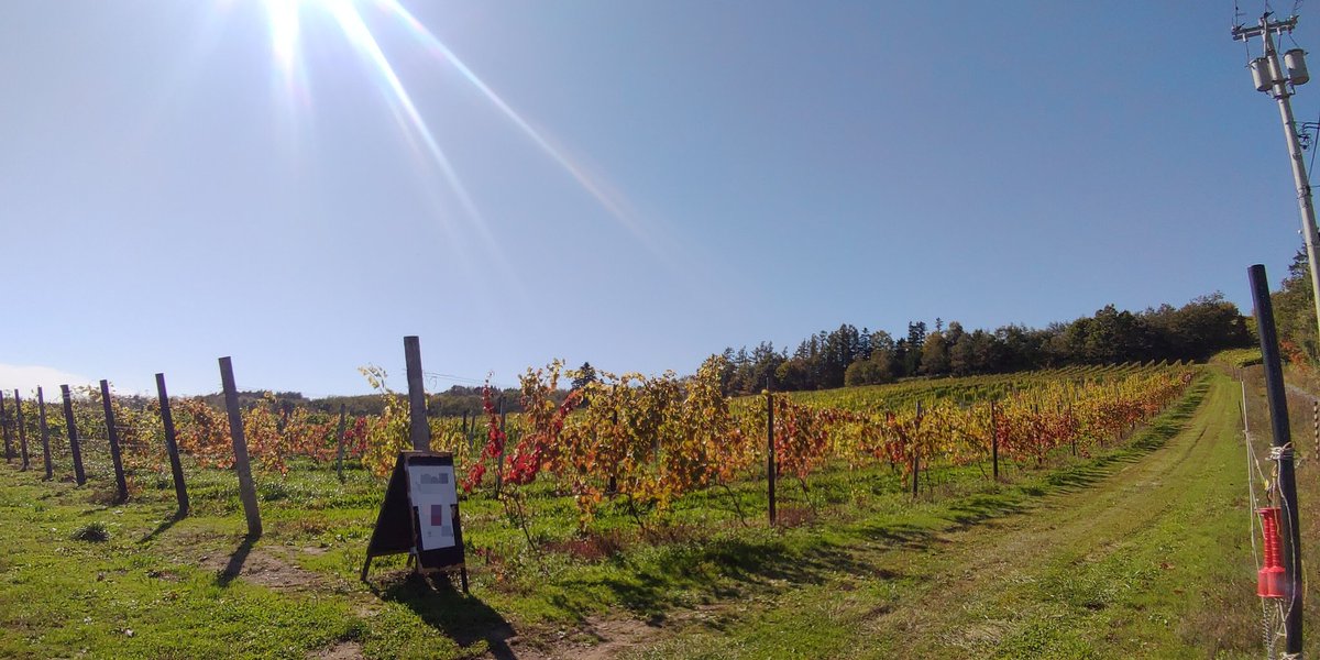lunatic_cafe_'s tweet photo. After the Harvest🍇
トンビよけの空砲の音がとても気持ちよく響く秋晴れの空
#Chardonnay
#PinotNoir
#Traminer https://t.co/93FuvrMrAI