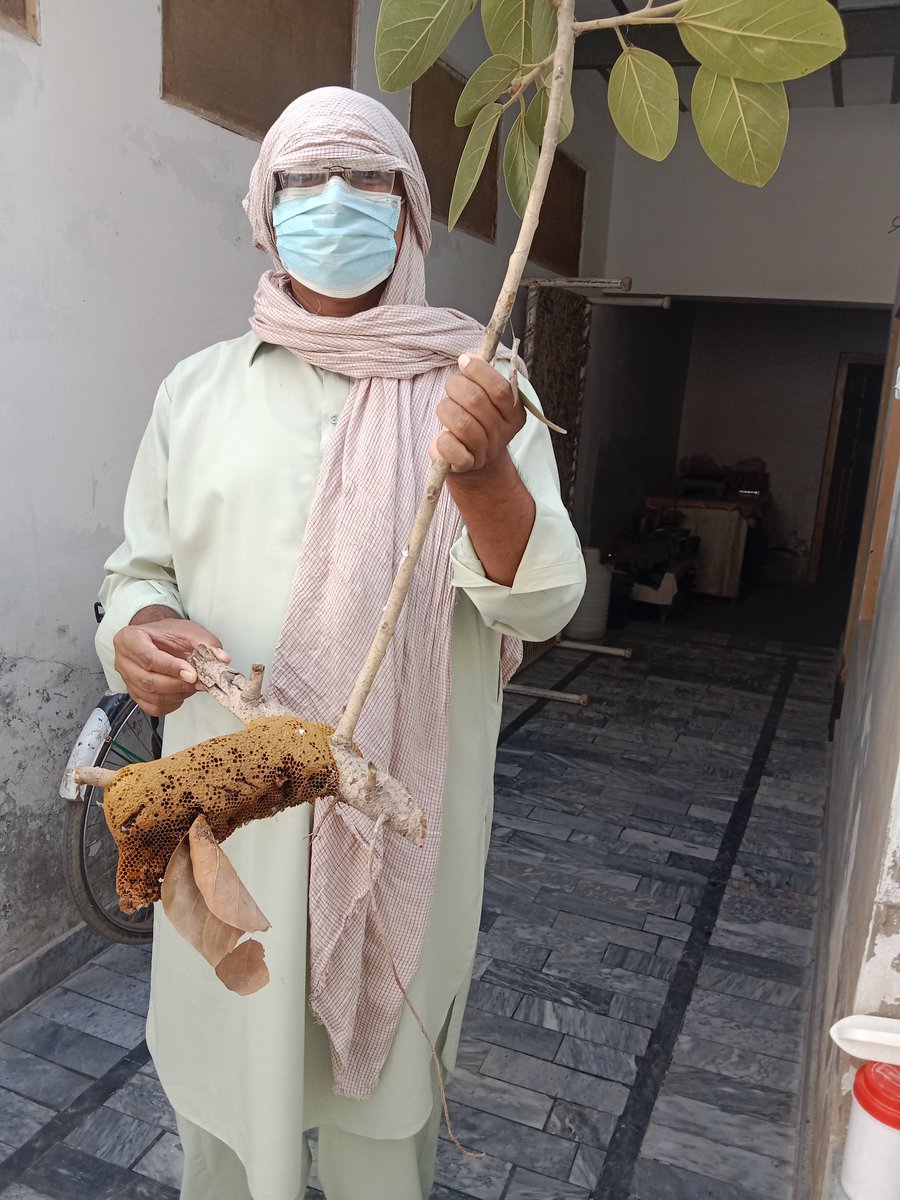 sufishahzad's tweet image. Artist . . . . . . . . . .  Art 
دیسی شہد وہ بھی گھریلو پودے سے۔
الحمداللہ۔فَبِأَىِّ ءَالَآءِ رَبِّكُمَا تُكَذِّبَانِ
@ImranKhanPTI
صاحب کی اپیل پہ آٹھ سال پہلے گھر کے باہر درخت #billiontree کے تحت لگایا تھا۔آج خالص شہد بلکل فری حاصل ہوا۔#PowerBreakDown