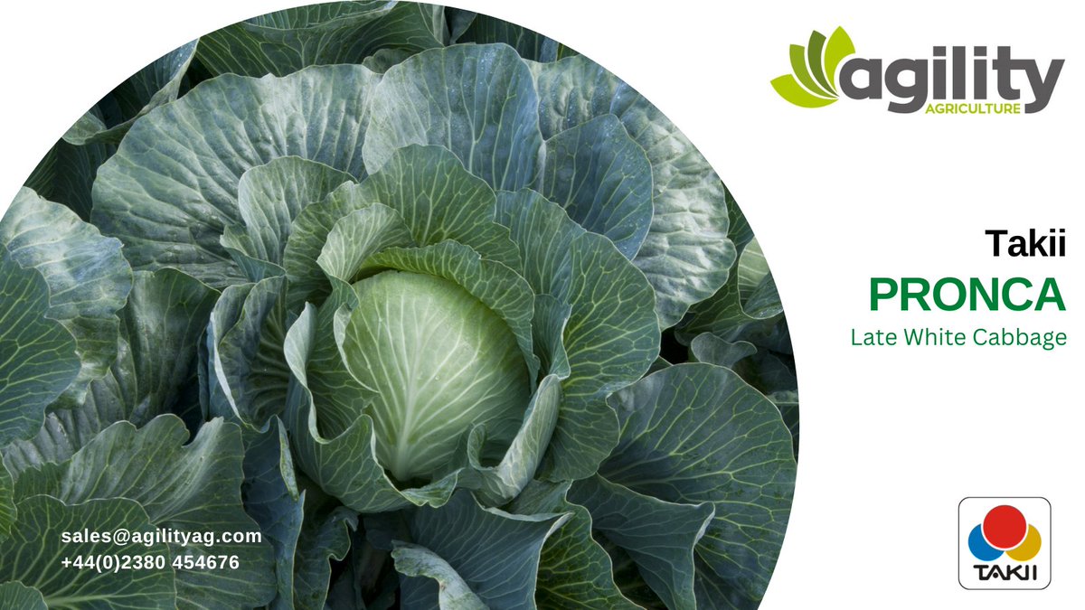 Agility_Ag's tweet photo. Into late white cabbage this morning and looking at @takiieurope Pronca;  one of the most versatile varieties in the range due to its exceptional performance throughout the year.  It has a very short core and compact head, with a delicious sweet taste &amp; fantastic storage. https://t.co/ZiLfHPtwUx