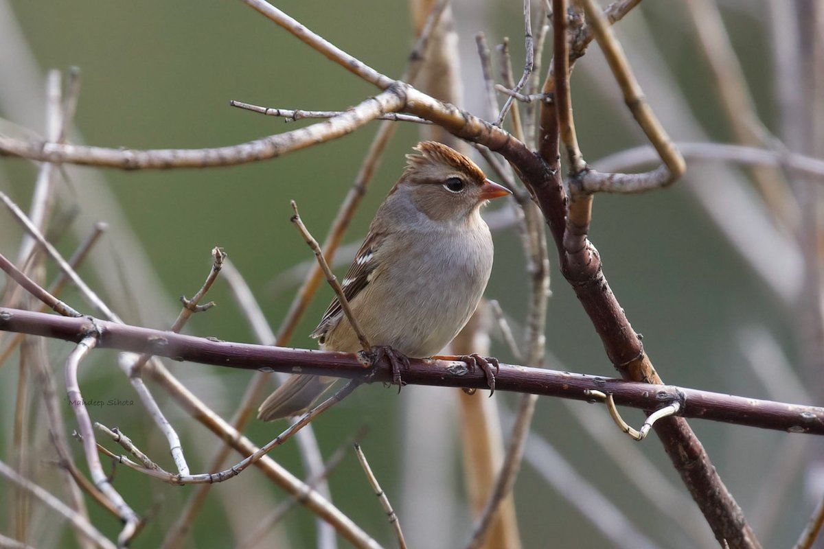 That belly seems full 🙂 #birds #birding #birdphotography #birdsinwild #Whitecrownedsparrow #twitterbirds #twitternaturecommunity #smile #canon #canonfavpic