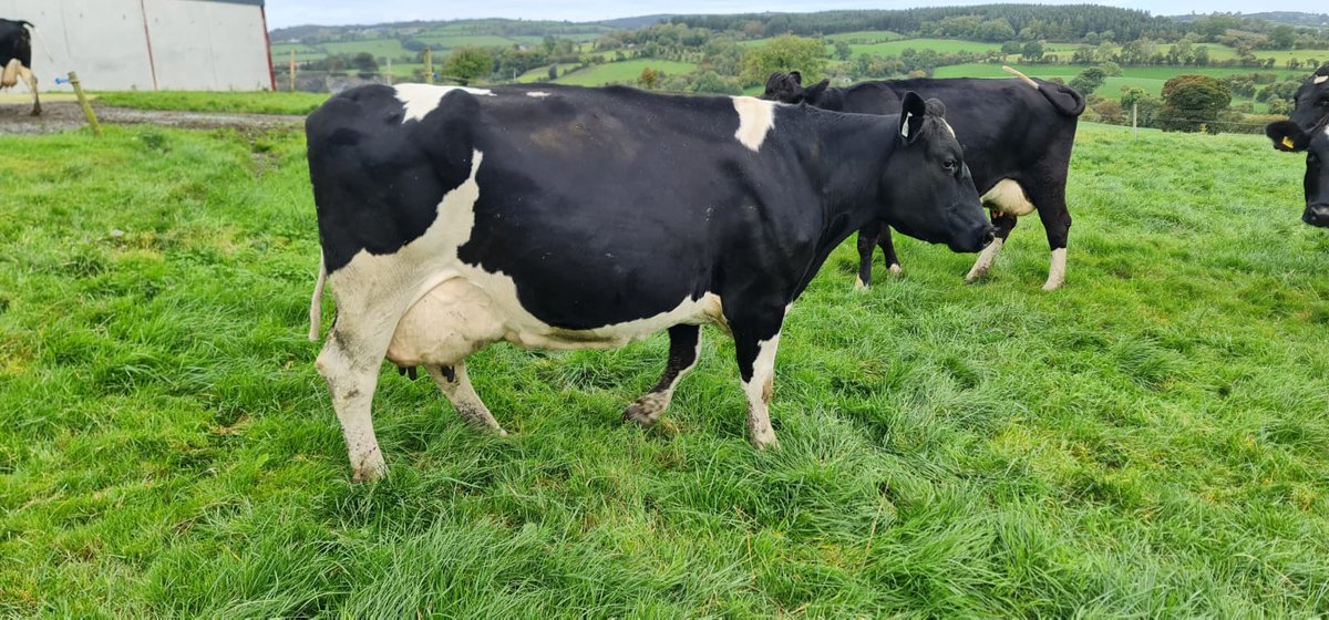 Irish Friesian Club tweet media