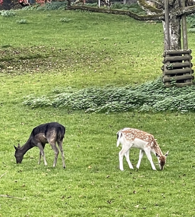 The way It Was Meant 2
Be…..Supposed 2 Be

Was Walking in”The Dear Park” Yesterday,&amp; Saw These 2…So Precious