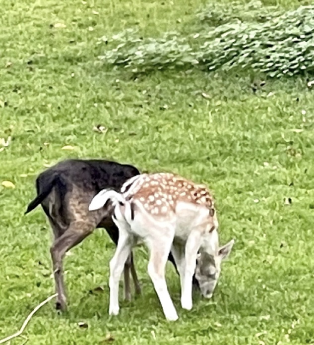 cher's tweet photo. The way It Was Meant 2
Be…..Supposed 2 Be

Was Walking in”The Dear Park” Yesterday,&amp; Saw These 2…So Precious https://t.co/q1Bpdg4PaS