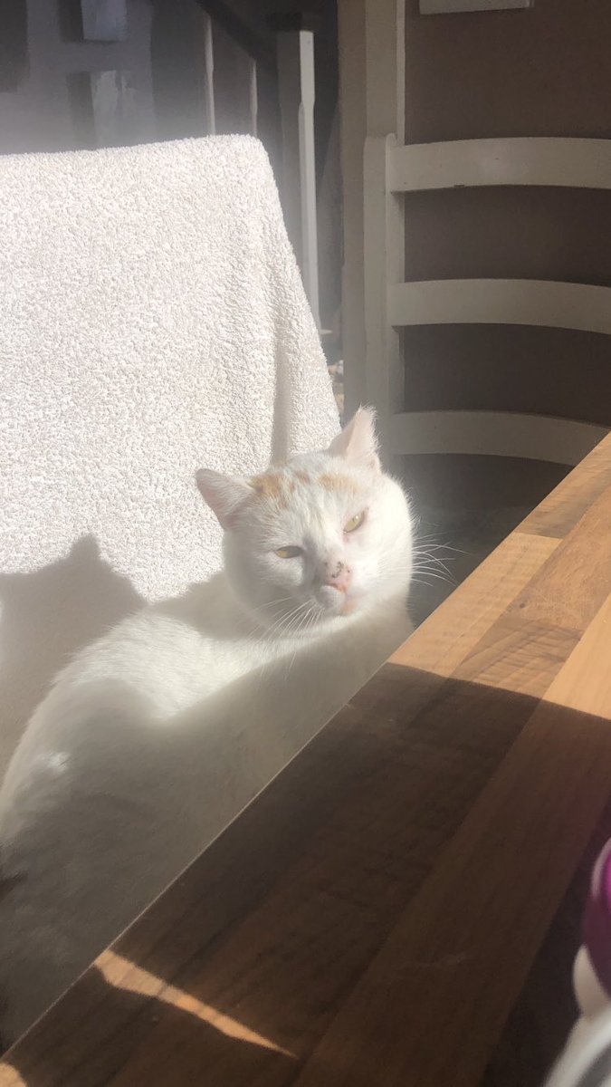 catlowry54's tweet image. And joining me for a cuppa is #Conan. I’m so proud of this cat! Proud for all he did to save his little daughter. Proud how he minds all the little kittens/young cats who need company here.Never pushes them away. #catlessons are what we need more of 😉💕