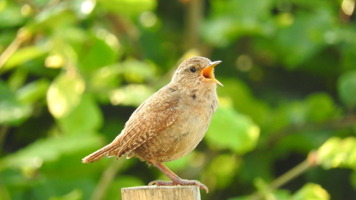 🐦🪺Listen! Birdsong is good for mental health. Study <a href="/mpib_berlin/">Max Planck Institute for Human Development</a> <a href="/UKEHamburg/">UKE Hamburg</a> <a href="/SciReports/">Scientific Reports</a> investigates the influence of birdsong on mood, paranoia, and cognition mpib-berlin.mpg.de/news/press-rel…