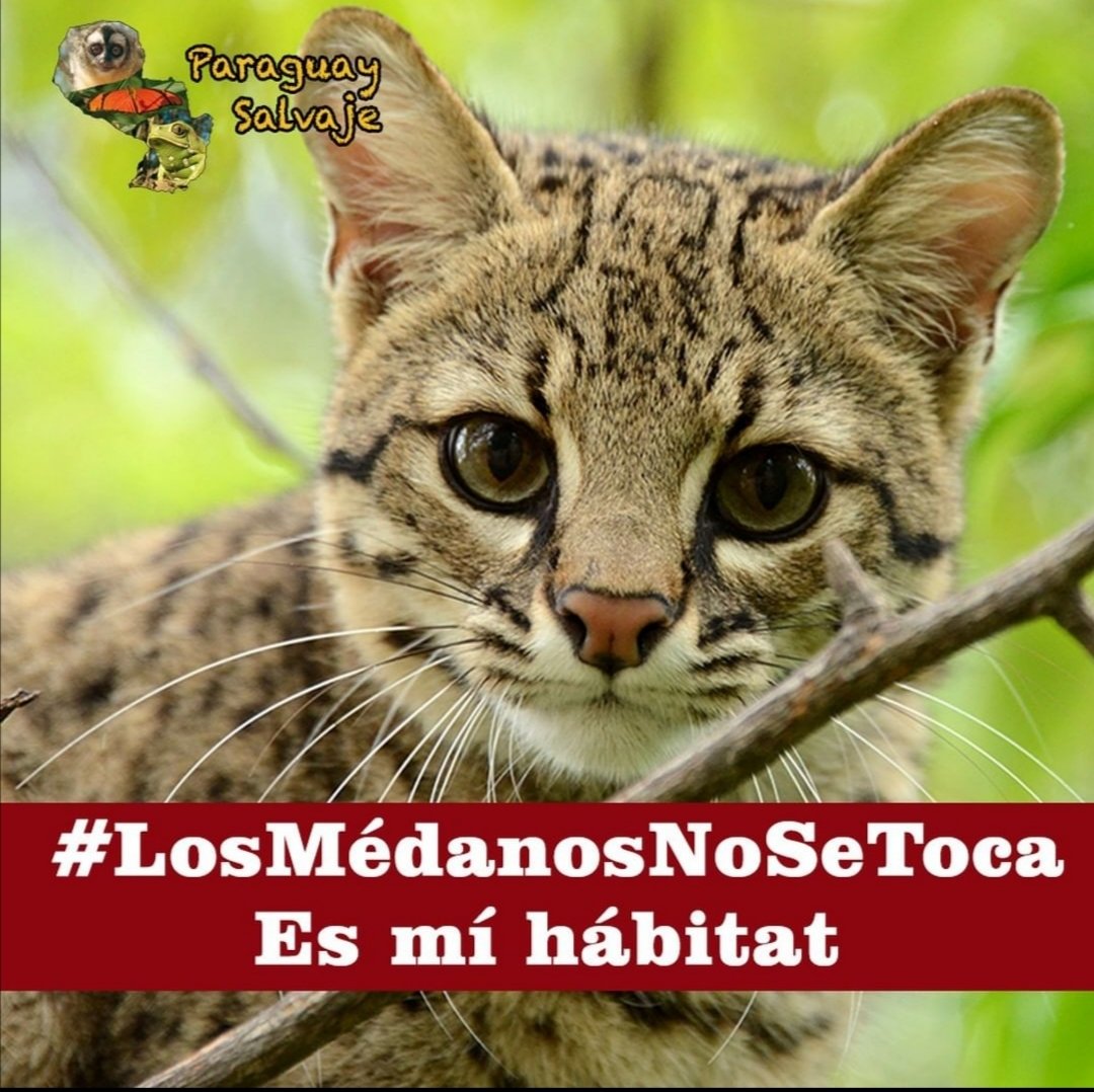 JOSEESCAURIZA's tweet image. Atiendan esto. Los Diputados de Paraguay aprobaron un proyecto de Ley que destruirá el Parque Médanos del Chaco. Van a permitir prospección, exploración y explotación de hidrocarburos en plena área PROTEGIDA. Mucho tirika pero a la hora de la verdad lo matan sacándole su hábitat.