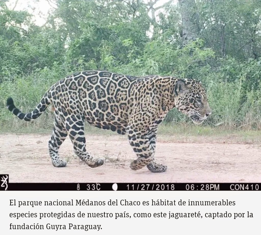 JOSEESCAURIZA's tweet image. Atiendan esto. Los Diputados de Paraguay aprobaron un proyecto de Ley que destruirá el Parque Médanos del Chaco. Van a permitir prospección, exploración y explotación de hidrocarburos en plena área PROTEGIDA. Mucho tirika pero a la hora de la verdad lo matan sacándole su hábitat.