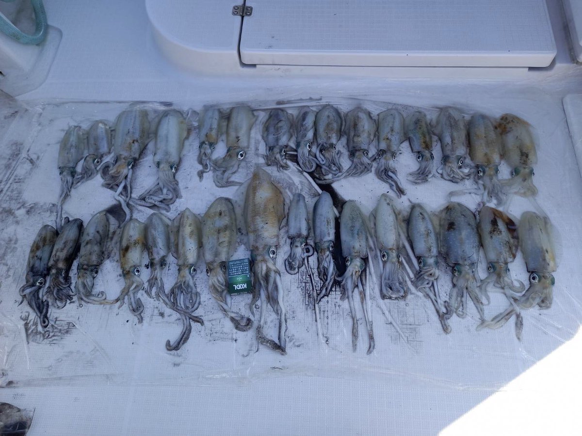 achande5's tweet photo. 今シーズン初のティップラン🦑
海は大荒れ🌊爆風🌀でしたが何とか釣れたー🎣 #フィッシングボートACE 
 #和歌山  #海南  #ティップラン   #和歌山ティップラン  #アオリイカ  #和歌山マリーナ  #船釣り  #楽しかった https://t.co/KjIxownvLr