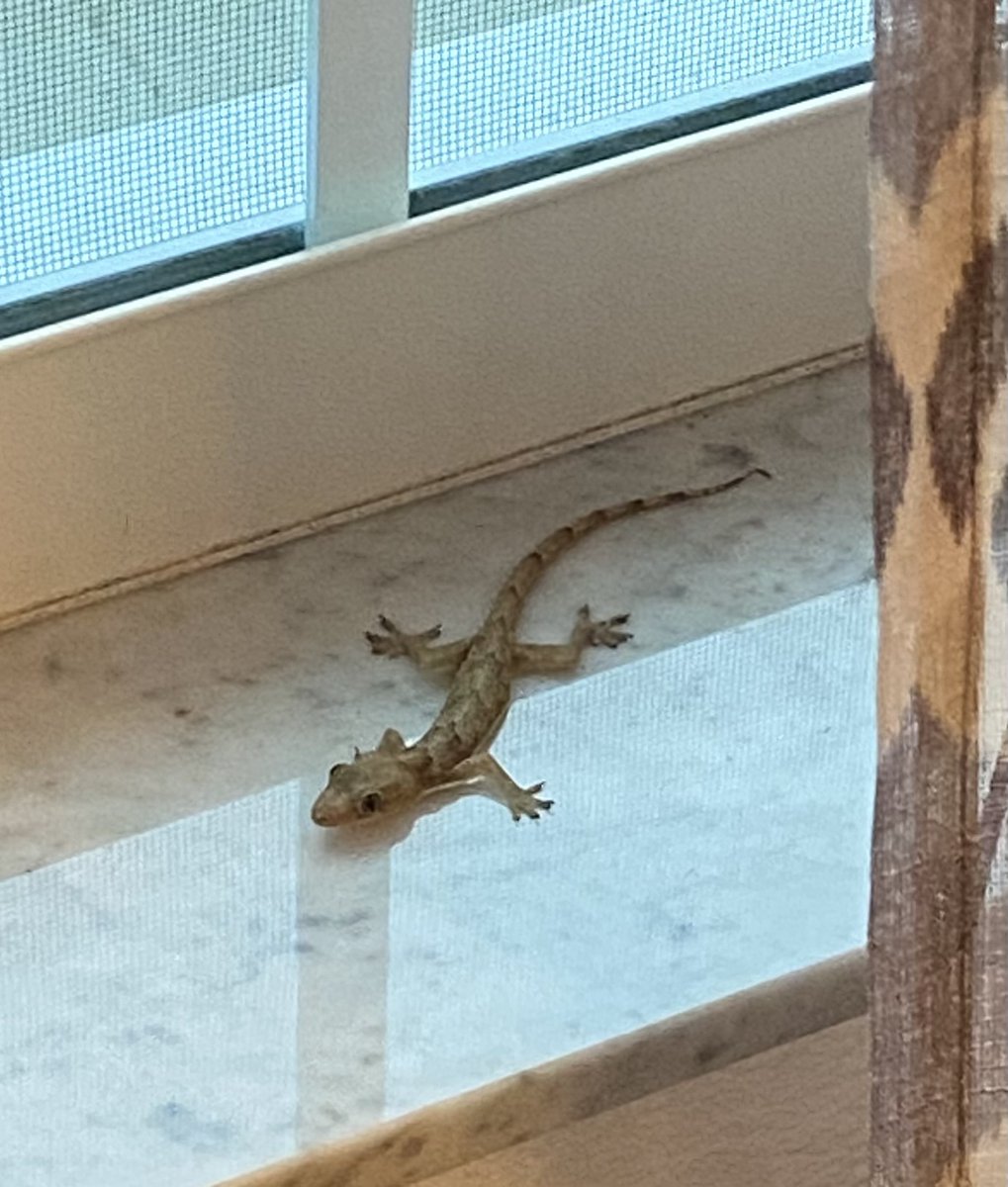 Sand_Aid's tweet image. When you live in Florida or any other coastal, tropical area you just have to deal with sharing your home sometimes with the local wildlife. They can get in through the smallest crack or opening 🙂🦎 #gecko #florida #beachlife #beach #livinginparadise