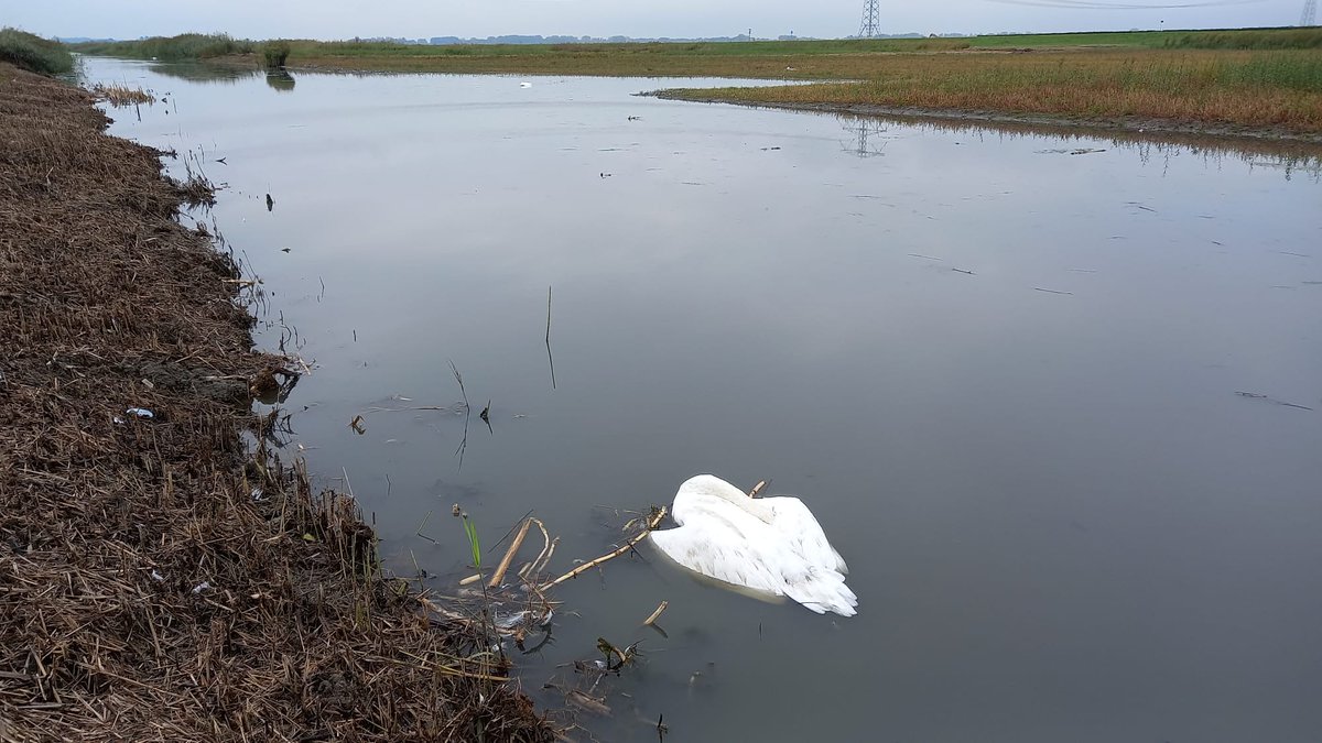 Er is vogelgriep geconstateerd in het plas-drasgebied van de Eendragtspolder. Niet in de buurt komen of aanraken. Ook gevaarlijk voor honden. #vogelgriep #Rotterdam #Eendragtspolder #Rottemeren