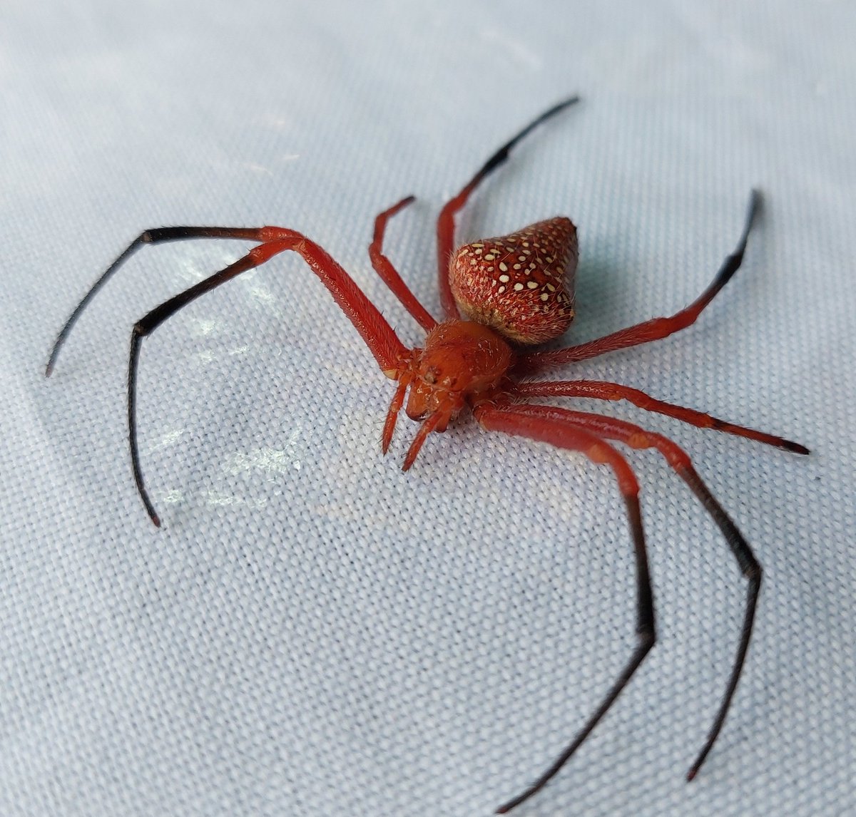 Beautiful abdomen on this aranoid spider (E. nephiloides?) #arachtober #arachnology