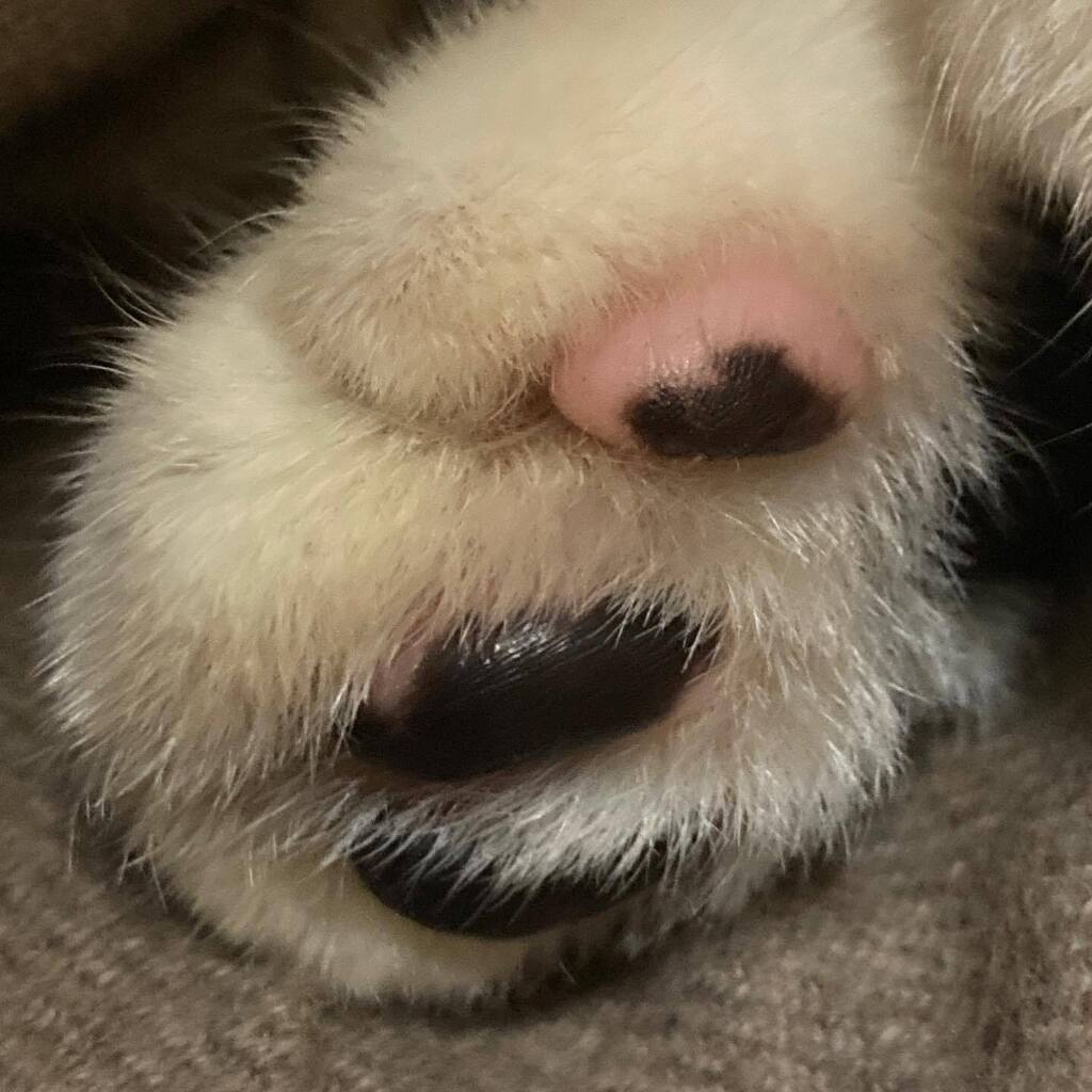 knhouse32's tweet photo. ネコ先輩、今日はパトロールをしていないから肉球がピカピカですね(ΦωΦ)
#猫 #ネコ #猫 #cat #NYALSOC #自宅警備 #肉球 https://t.co/TTMAzhBBW6
