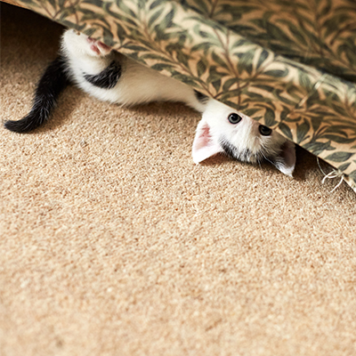 The Government still hasn't announced a new date for the return of the Kept Animals Bill.

Sign and share the petition to ask them to bring it back and make it law. 
petition.parliament.uk/petitions/6194…

#AnimalsMatter
#DontBetrayAnimals