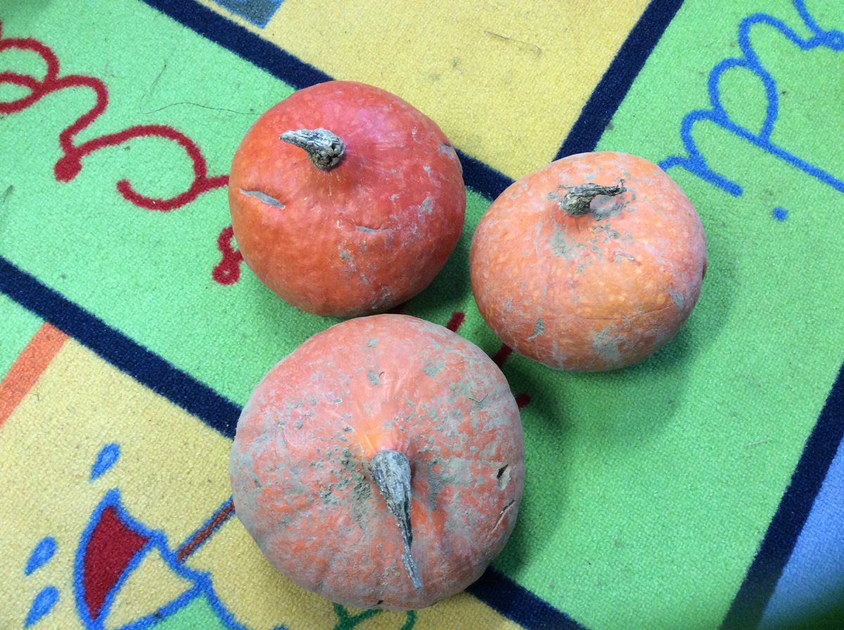 #quotitweet <a href="/charep1/">Charep</a> #devinombre On a 2 autres grosses citrouilles. Combien a t on de citrouilles?