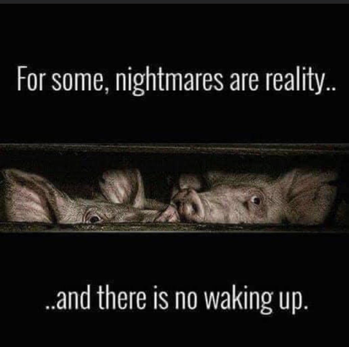TheBillyJackLib's tweet photo. Please go vegan. For them. I will help you all I can. https://t.co/94jNrKsqFR