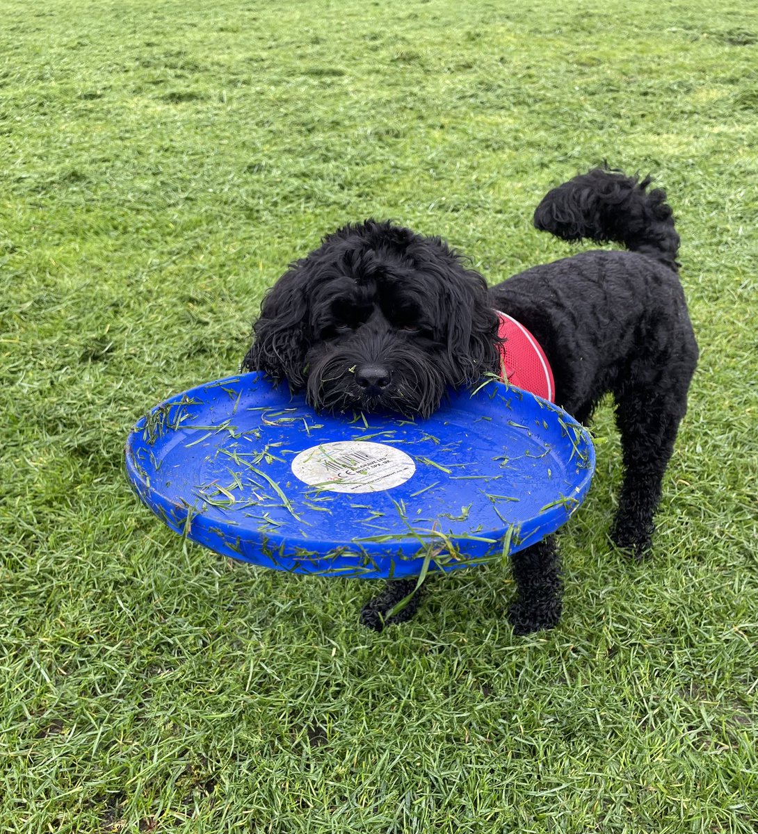 annaobrien248's tweet photo. Anyone know how to train a dog to retrieve AND give back a toy? Asking for a friend. https://t.co/FIdHd9Jf5N