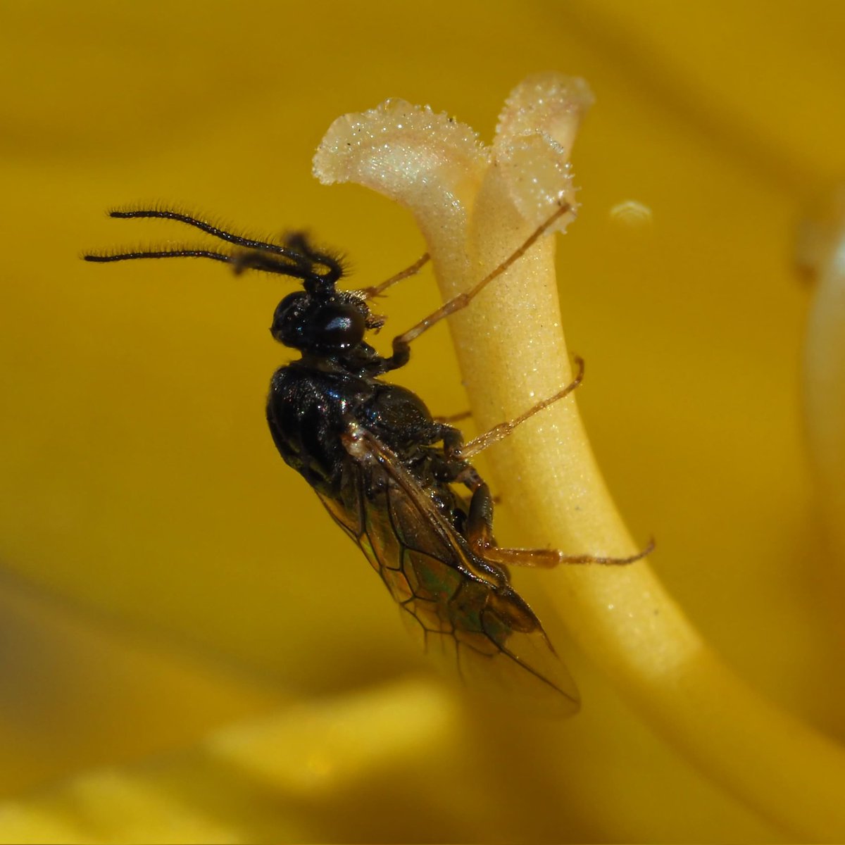 MoscasFloricola's tweet photo. Algunas fotos son del futuro PN Desierto Florido. Otras de Caldera y alrededores. Algunas son extrañas especies y otras inconspicuas. Algunas llamativas, otras trabajólicas. La protección de los polinizadores nativos es clave para la mantención de la vida @CsarPizarro14 https://t.co/pdxLv2yFxp
