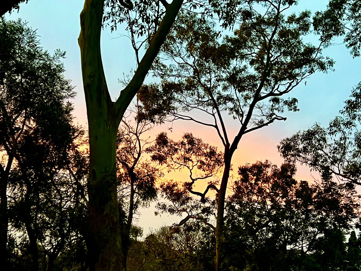 Pastel eve Sydney