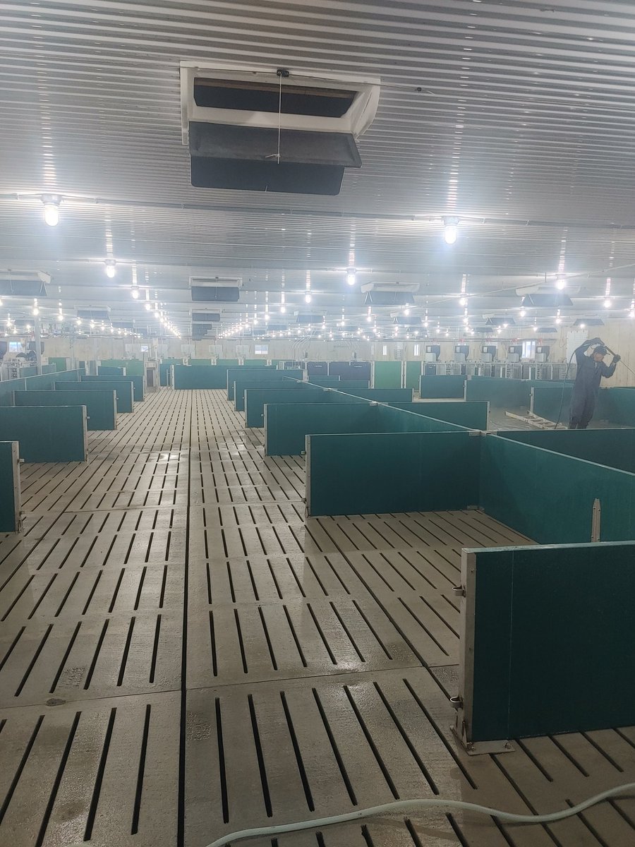 More Nedap loose housing. Wash today fill tomorrow